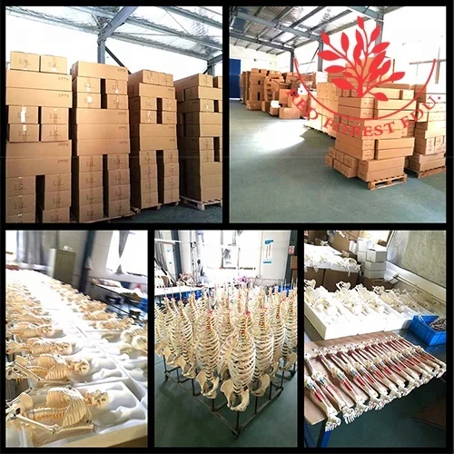 Muscle origins (red) and insertions (blue) in half body 85cm human artificial skeleton