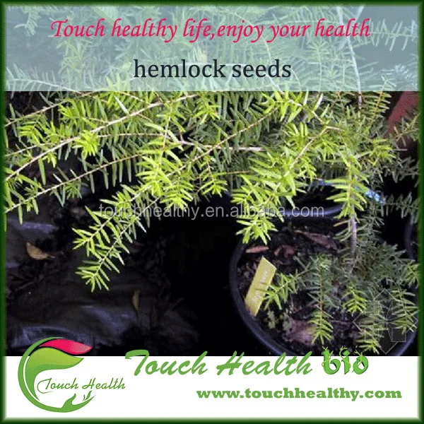 
2021 hemlock seeds hemlock spruce seeds 