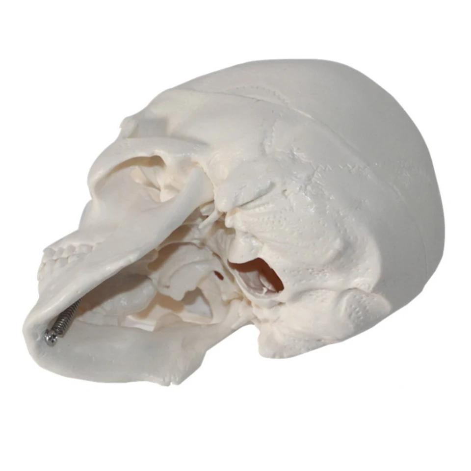 Hot Sale PVC Miniature Anatomical Skull Model for Medical Training for Nurse Education and Medical Science Teaching in Schools