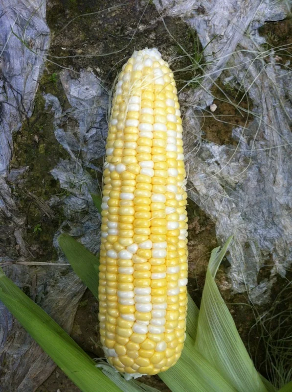 
Suntoday Newest High yiled yellow hybrid sweet corn seed 1kg/bag 