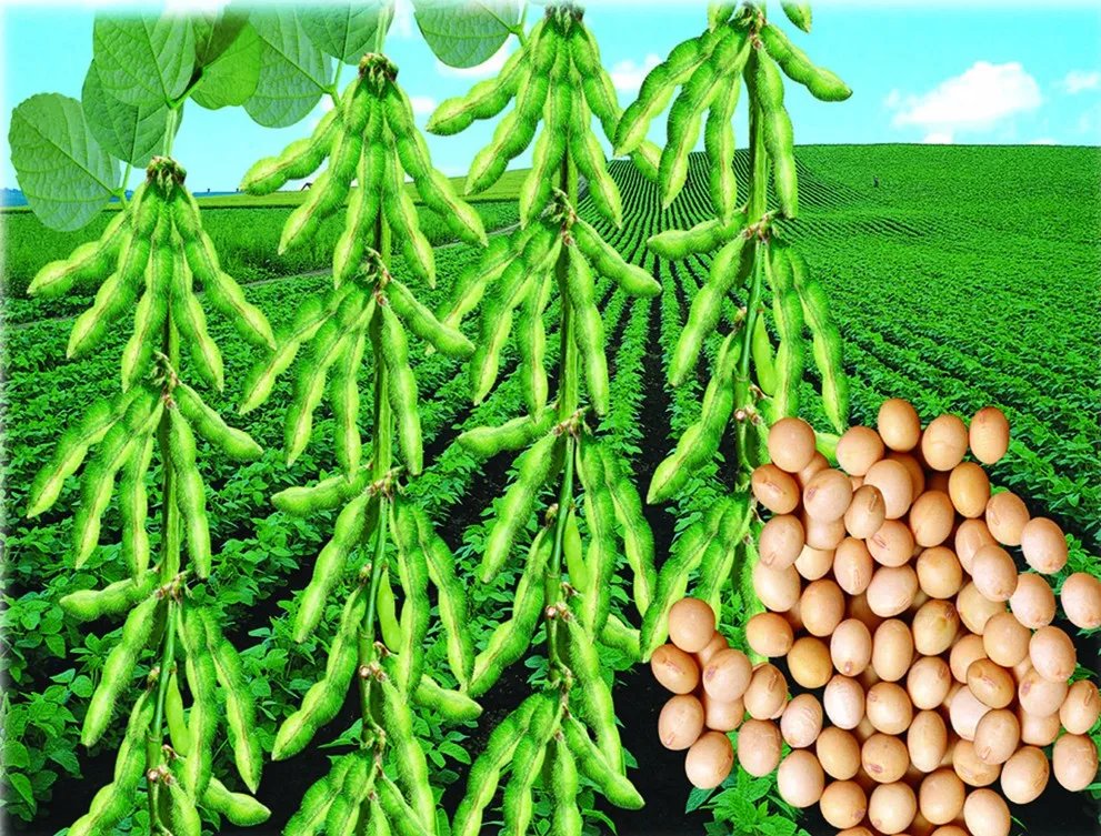 Forchlorfenuron KT-30, ccpu CAS No.: 68157-60-8