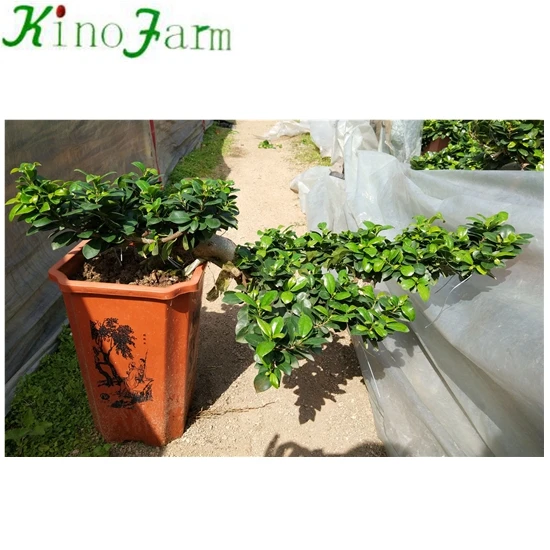 
 Фикус бонсай с водопадом  