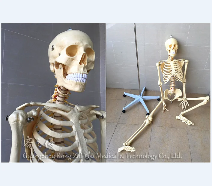 Realistic ,Life Size, Plastic Functional Human Skeleton