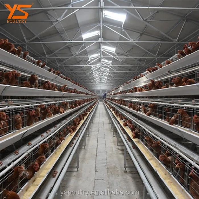 Chicken Layer Poultry Cage With Poultry Farm House Design Service