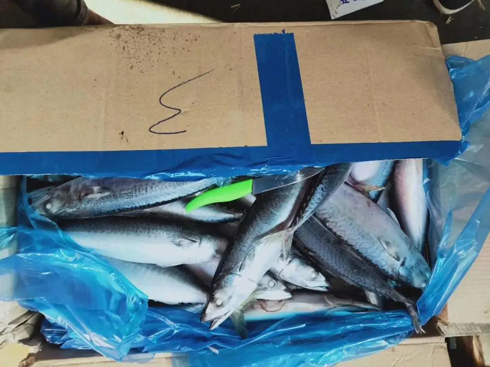 Seafrozen Pacific Mackerel Fish Price 300-500