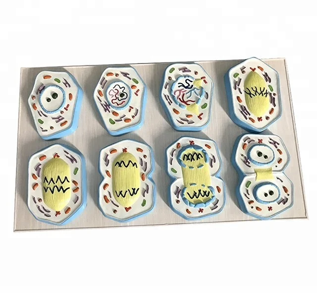 YA/HB13 undergoes a series of changes from the appearance of chromosomes in the nucleus Meiotic model