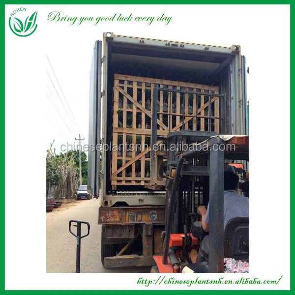 
Wholesale live natural big or large ficus microcarpa tree bonsai plant outdoor indoor landscape bonsai ficus big tree 