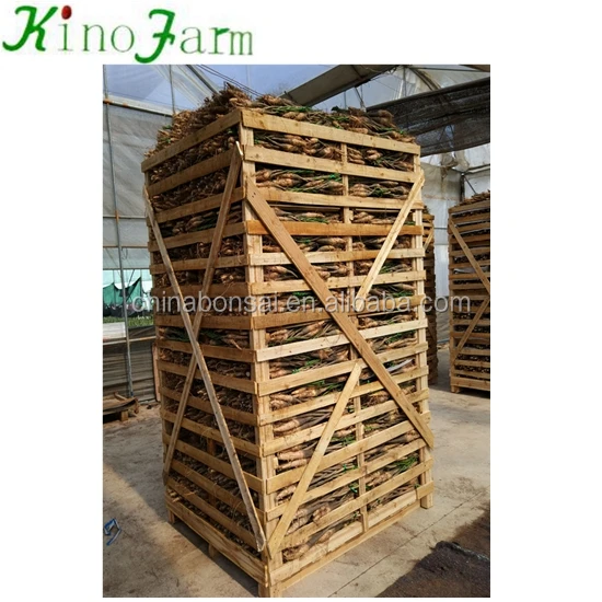 Indoor Plant Pachira