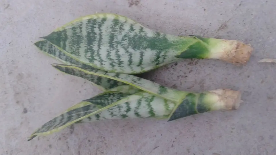  Мини Sansevieria Trifasciata Hahnii
