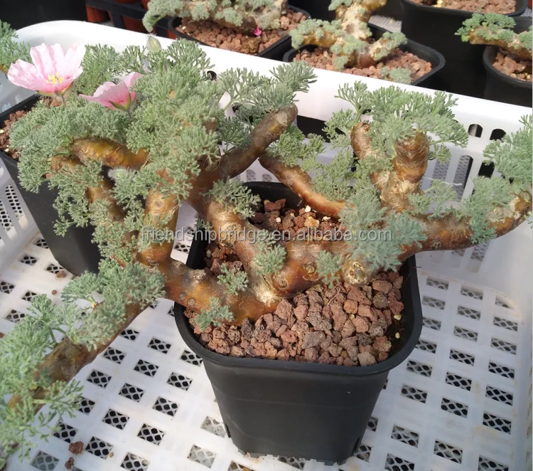 
Indoor & outdoor Monsonia multifida bonsai plants 