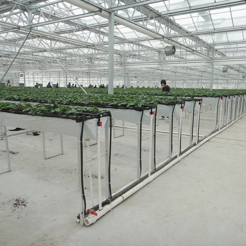 
Multi-span double-layer hollow glass cover strawberry greenhouse for sale 