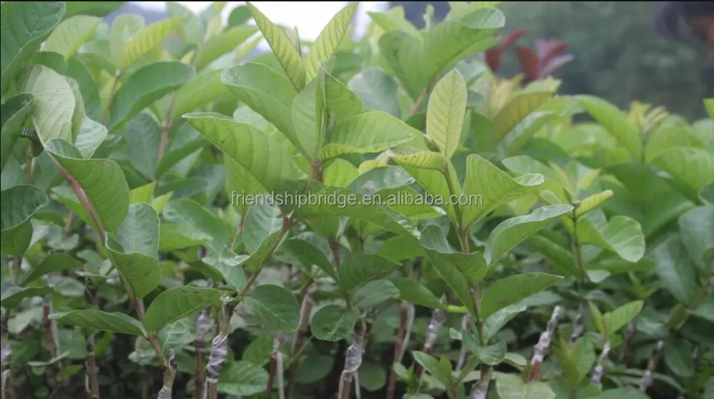 
Engrafted Guava tree(Psidium guajava) seedlings fruit 
