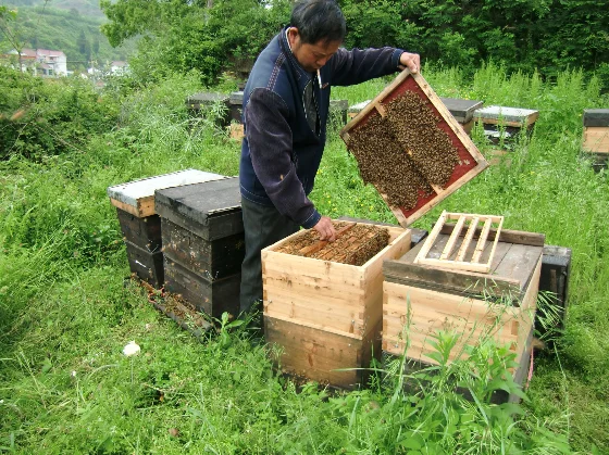 Honey Factory Wholesale Fresh Forest Bulk Raw Bee Honey Organic 100% Chinese Natural Royal Honey a Grade 100% ORIGINAL LANXI 1KG