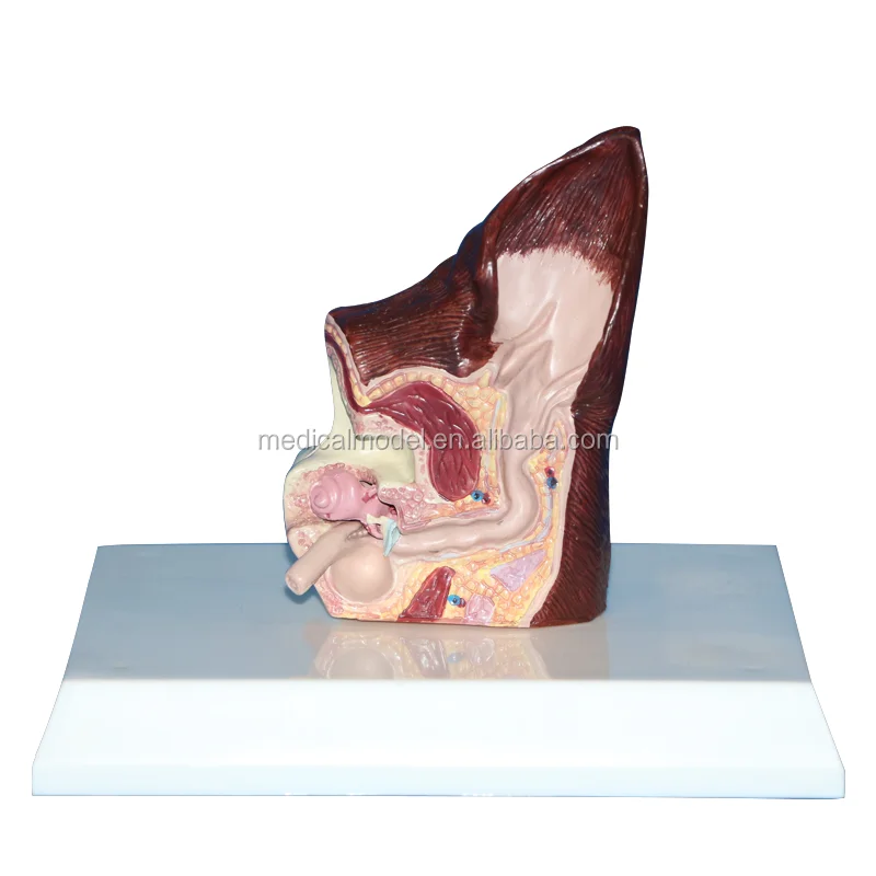 Factory Outlet Teaching and Studying Dog Ear Model