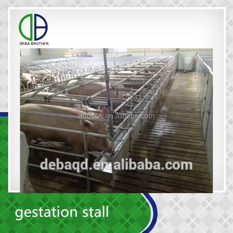 Hot Dip Galvanzie Pipe Pig Gestation Stall Good Quality For Pig Crate