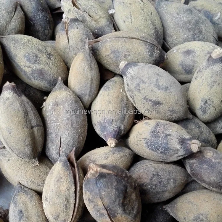 
Fast growing rate paulownia shan tong seeds 