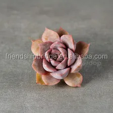 Echeveria Lidia (echeveria fiona) succulent bonsai