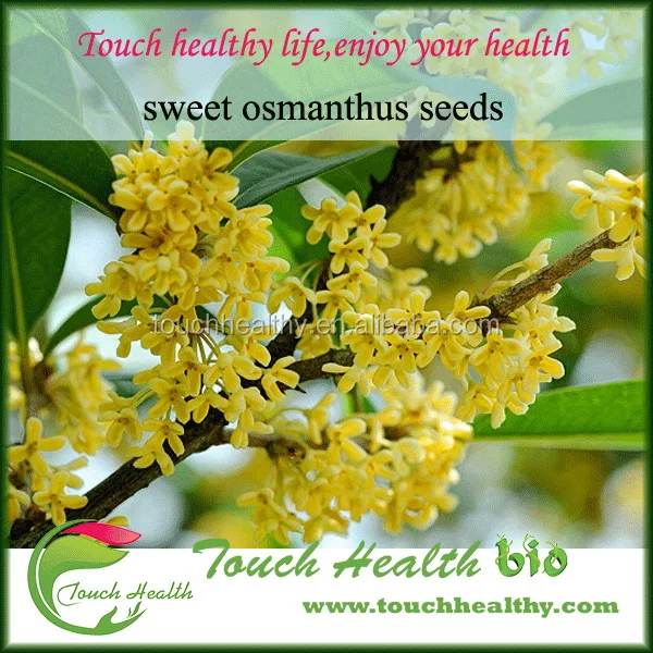 
2021 Touchhealthy Supply High germination Osmanthus fragrans seeds 