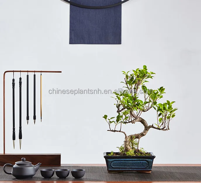 
Ficus microcarpa mini bonsai bonsai trees ficus bonsai s shape live plant indoor plant 