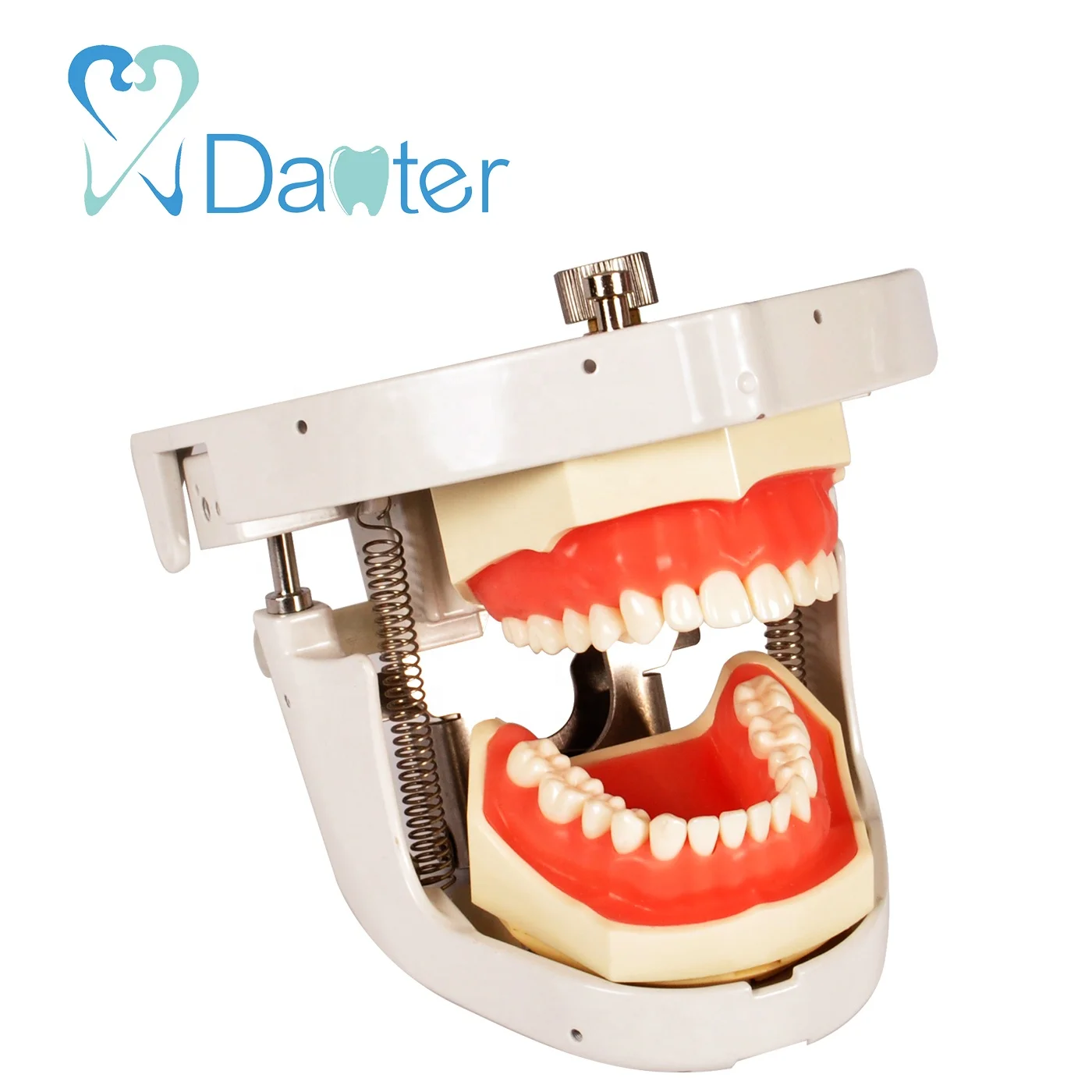 Best Quality Dental Articulator Dental Phantom Head Manikin for Sale
