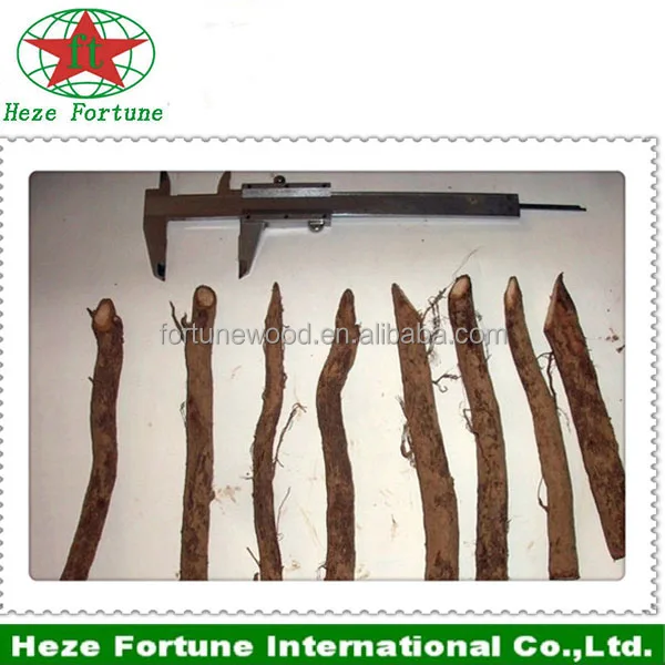 
 Сухое растение paulownia shan tong root  