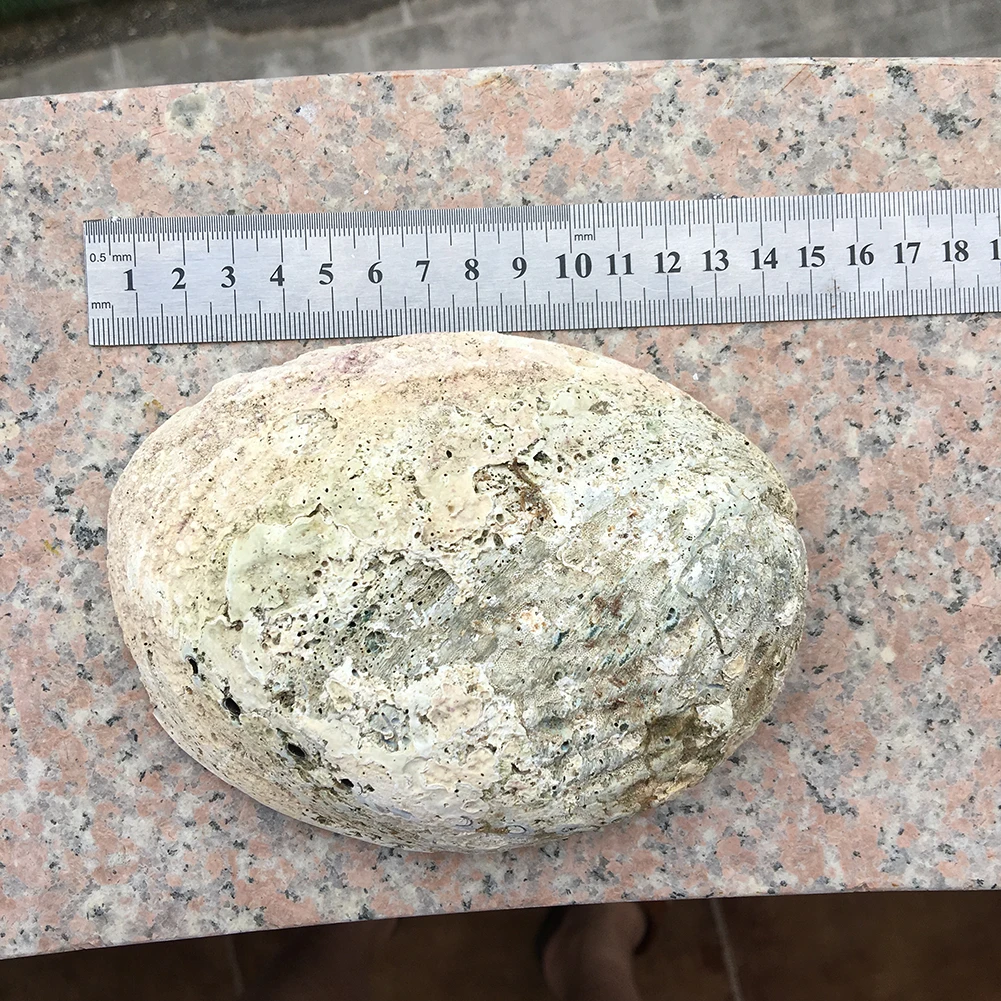 Natural high quality selling colored large abalone polished shells for DIY decoration