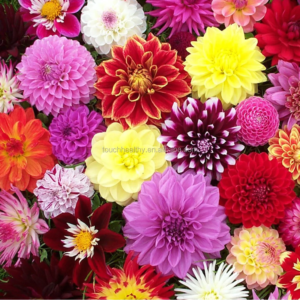 2021 Touchhealthy supply Dahlia pinnata bulbs flower bulbs for planting 250gram/bags