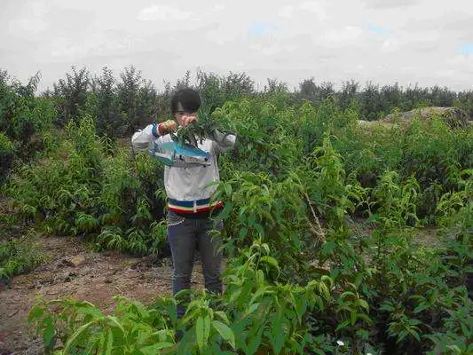 Pheromone Lure for Carposina niponensis (Peach Fruit Moth), Peach fruit borer Pheromone Attractant