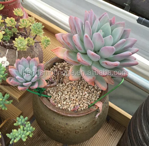 Wholesale Graptoveria Opalina succulent bonsai
