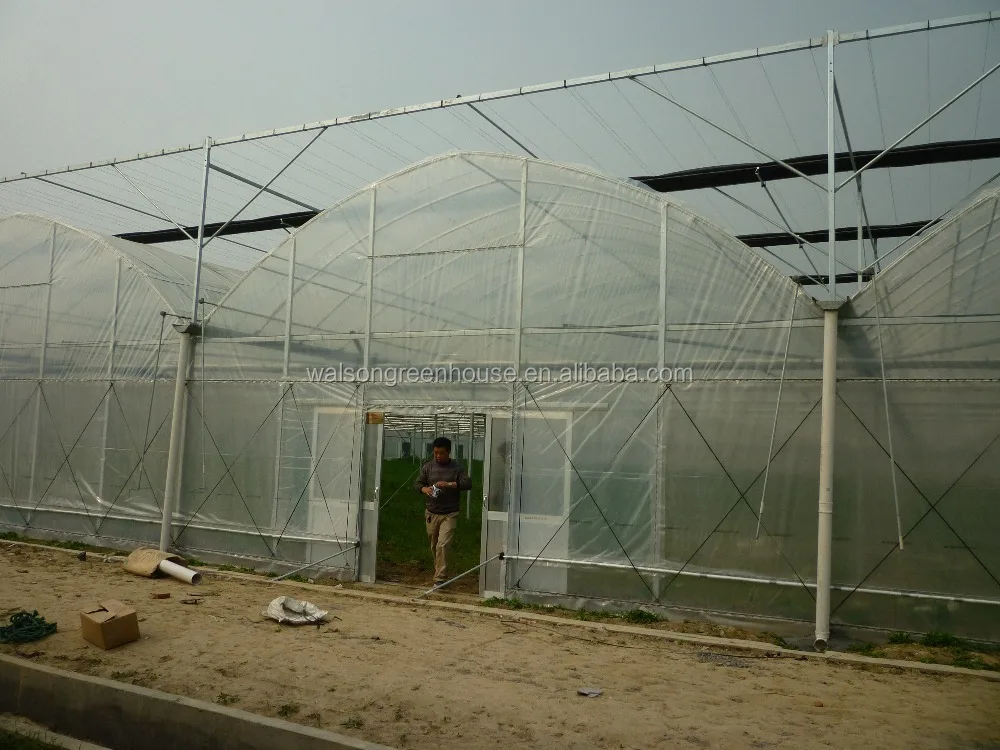 Single Span Reinforced Plastic Film Tunnel Greenhouse for Horticultural Farming