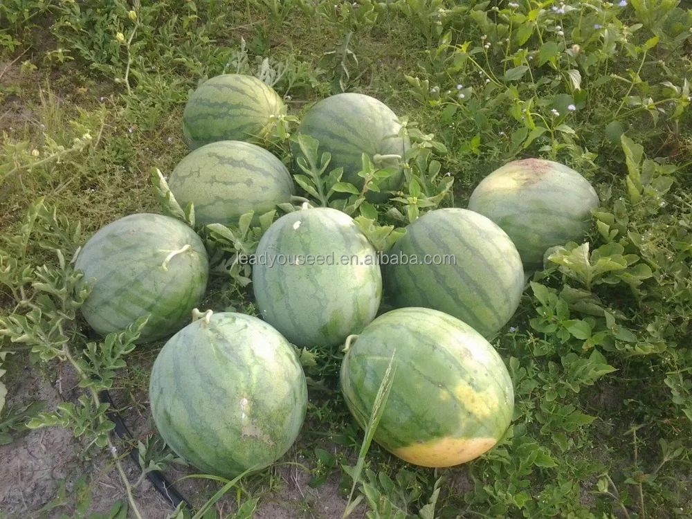 Новинка, гибридные семена арбуза W01 f1 большого размера