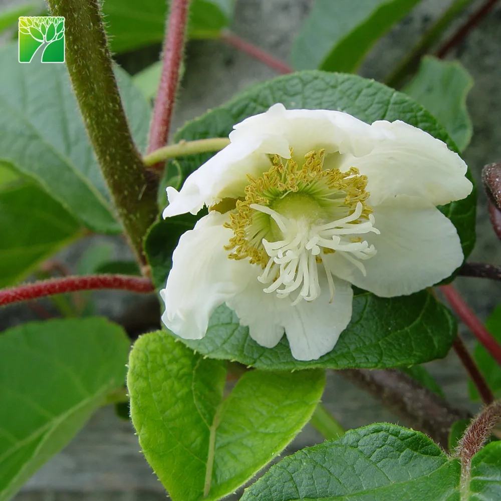 
Frequent watering requirements actinidia chinensis sapling kiwi fruit plant seedlings from China 