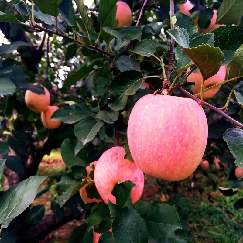 Красные вкусные яблоки от производителя