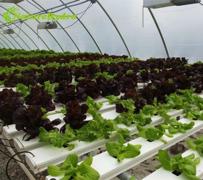 
Vertical hydroponics nft pvc pipe nft channel hydroponic gully system for lettuce 