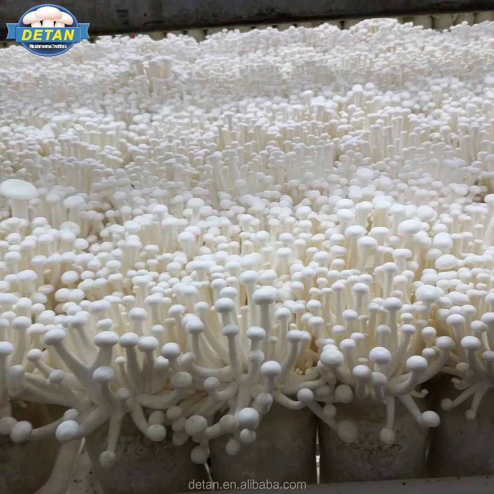 
Семена грибов Detan Haixian Spawn/логи 