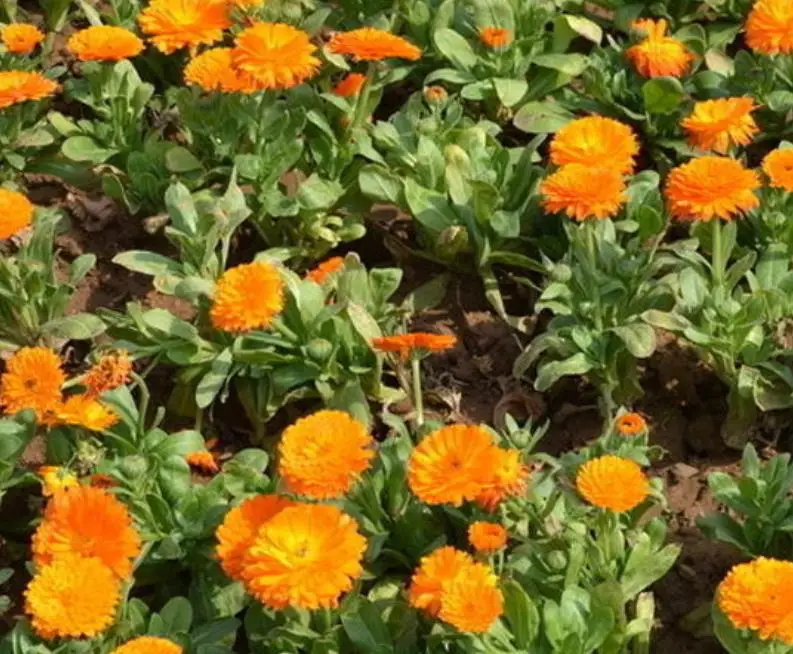 1 кг, новинка, семена спела календулы для посадки