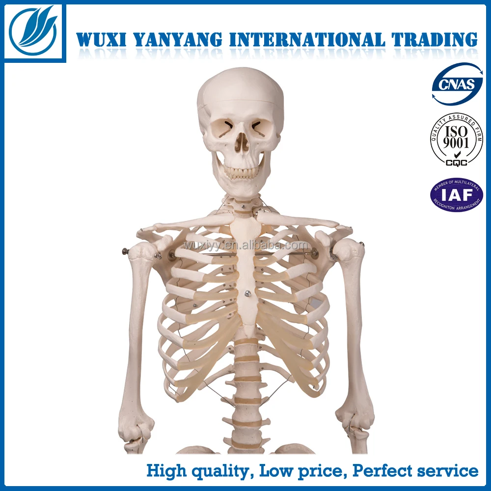 180cm Human Structure skeleton model manufacturer