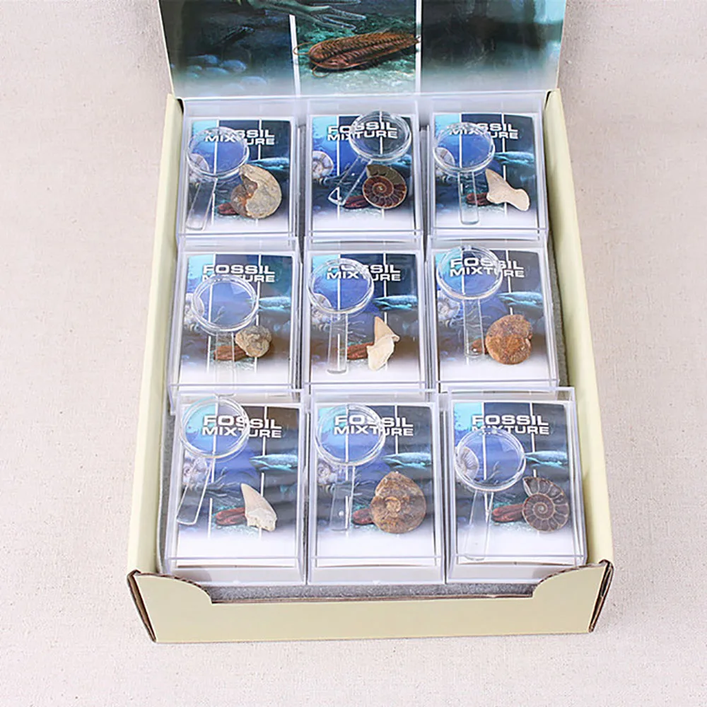 
Mix Marine Paleontology Fossil Specimen Minerala Fossil Teaching 