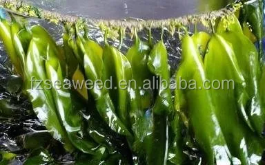 Lower Price Frozen Seaweeds Salted Kelp Silks or Kombu Strips,Laminaria Seaweed Salads