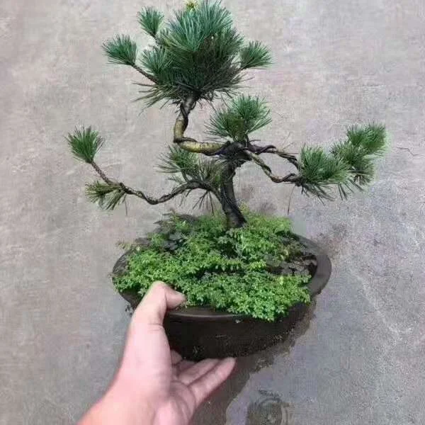 
 Фуцзянь, натуральный бонсай, Пинус парвифлора, декоративные растения  