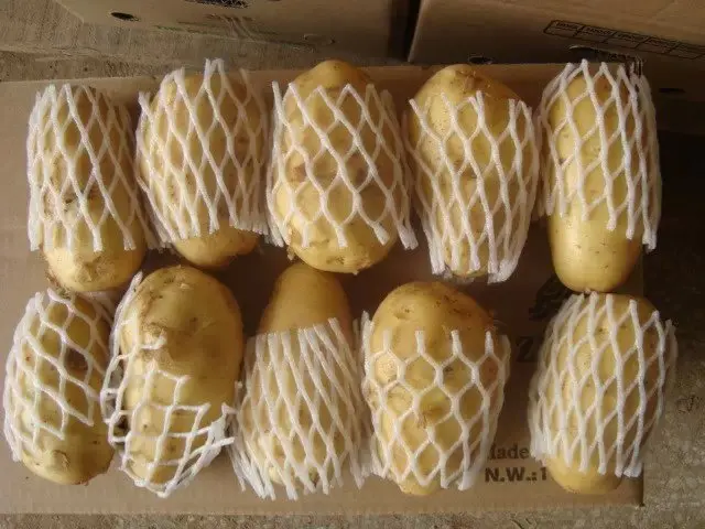 
Fresh Holland Potatoes Seeds Price for wholesale 