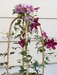 U shaped bamboo cane 90 cm,10-12mm