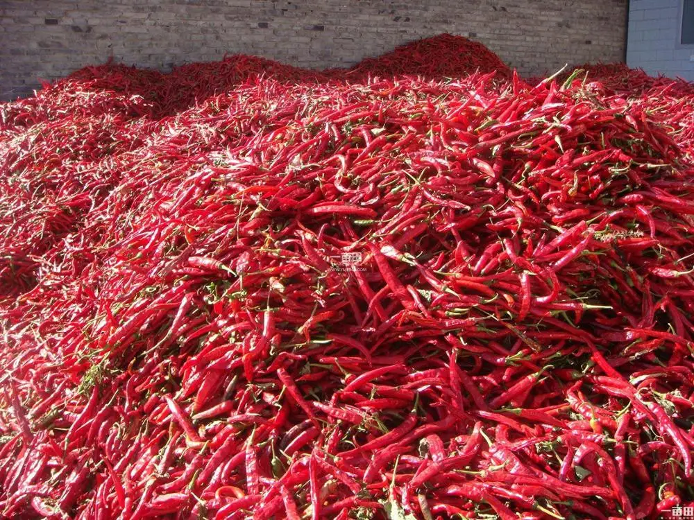 
Asian high yield vegetable plant red dry pepper chilli seeds 100g/bag 