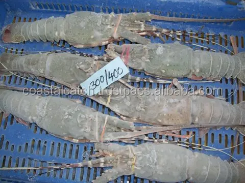 
FROZEN RAW LOBSTER WHOLE 