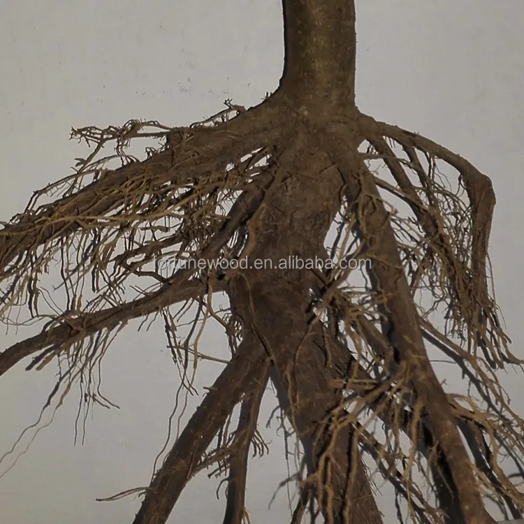 Fresh paulownia tomentosa roots cutting with good germinational rate