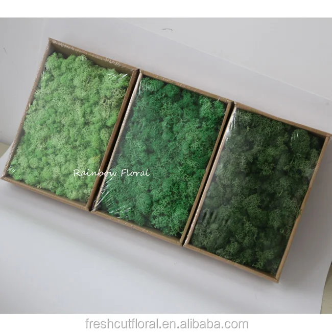 A grade preserved Moss china pure moss wholesale from Kunming