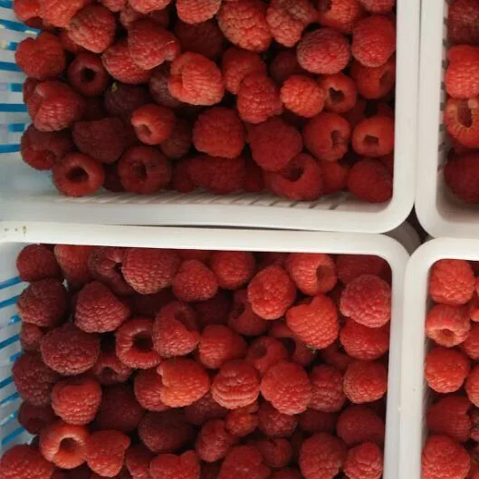 
new season good quality good price Frozen Raspberry whole IQF Raspberry whole Individual Quick Frozen Raspberry 