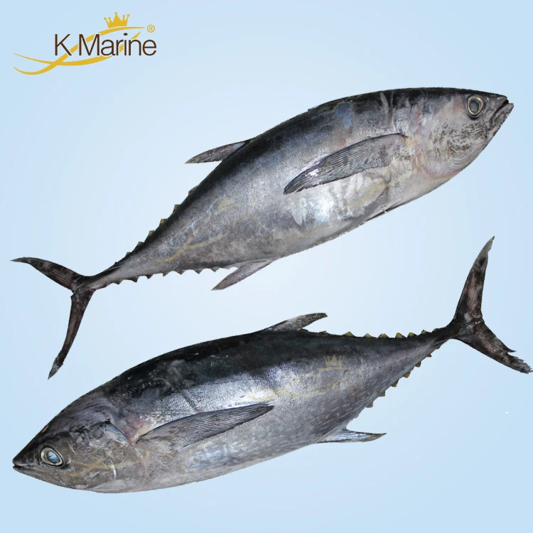 Frozen Light Meat Pouch Tuna Fish Buyers