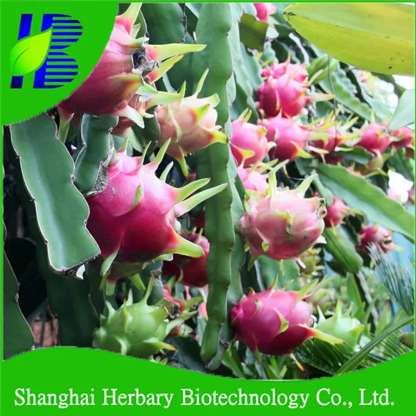 Shanghai Herbary Sale Red, Yellow, White Pitaya Fruit Seed For Planting