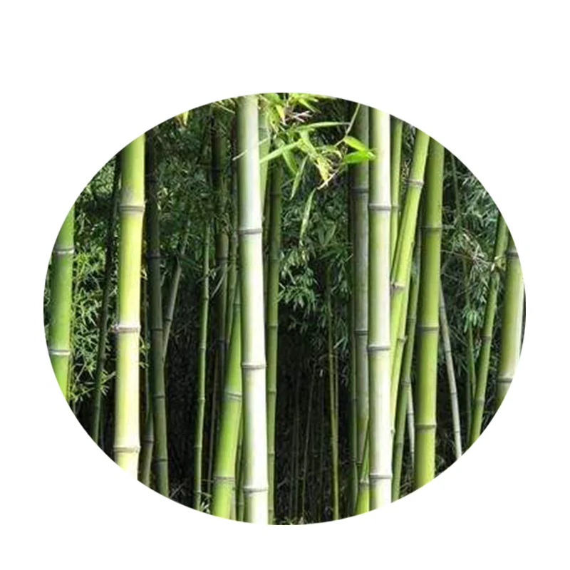 Длинная волокнистая мягкая целлюлоза бамбуковая целлюлоза